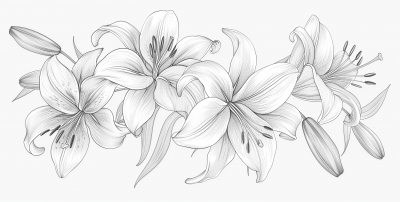 Vector Line Art Flowers and Lilies