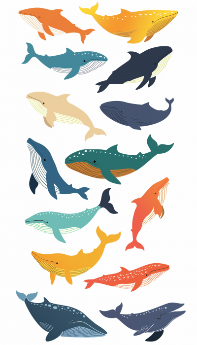 Whale Designs Collection