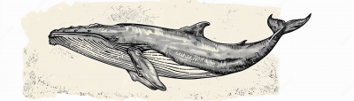 Whale Design with Three Fins
