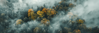 Misty Forest Drone Shot
