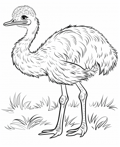 Ostrich Coloring Page for Kids