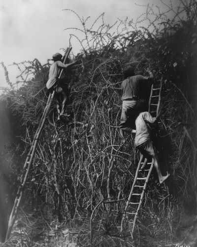 Smugglers Climbing Hedge in 1870 India