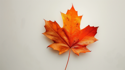 Canadian Maple Leaf Abstract Art