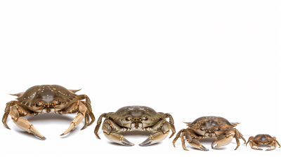 Crabs on White Background
