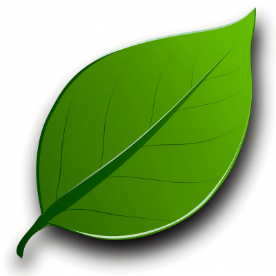 Isolated Leaf on White Background