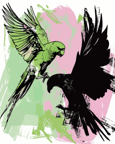 Parrot vs Crow
