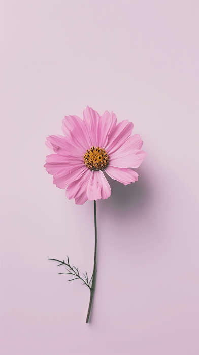 Pink Daisy Flower Illustration