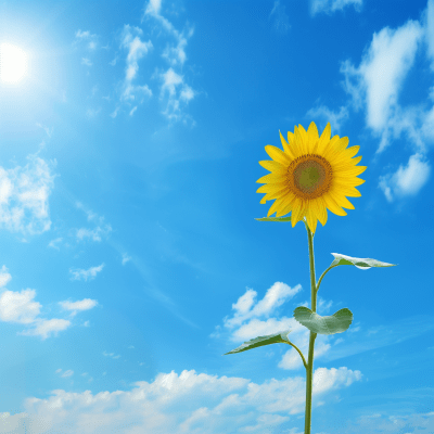 Single Sunflower under Clean Blue Sky