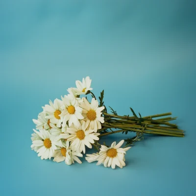 White Arnica Bouquet Still Life Arrangement