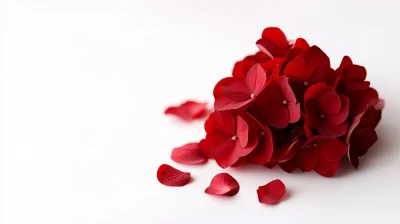 Red Hydrangeas on White Background