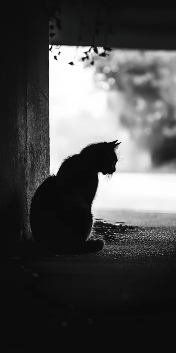 Noir City Cat