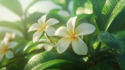 White Plumeria Flower Closeup