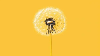 Yellow Dandelion Illustration