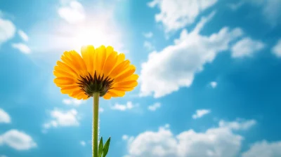 Bright Yellow Calendula Flower