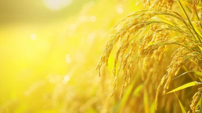 Golden Rice Ears in Rice Field