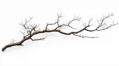 Leafless Fall Tree Branch