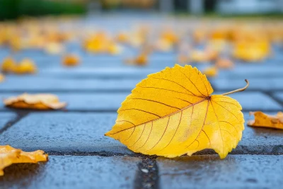 Autumn Leaves on the Ground