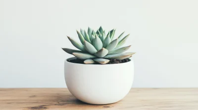 Minimalist Succulent Plant in White Pot