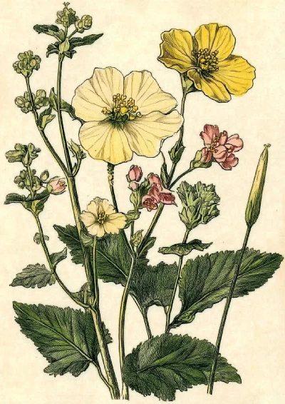 Botanical Illustration