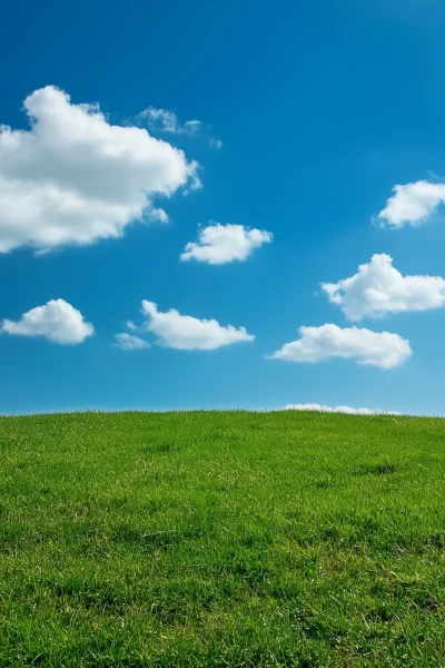 Grassland under Blue Sky