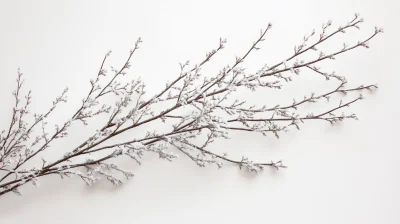 Soft Morning Light on Frosted Branches