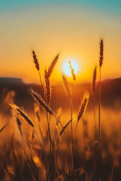 Golden Sunset over Yellow Grasses