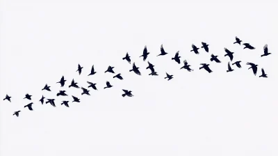 Bird Silhouettes