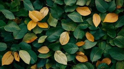 Green Fallen Leaves