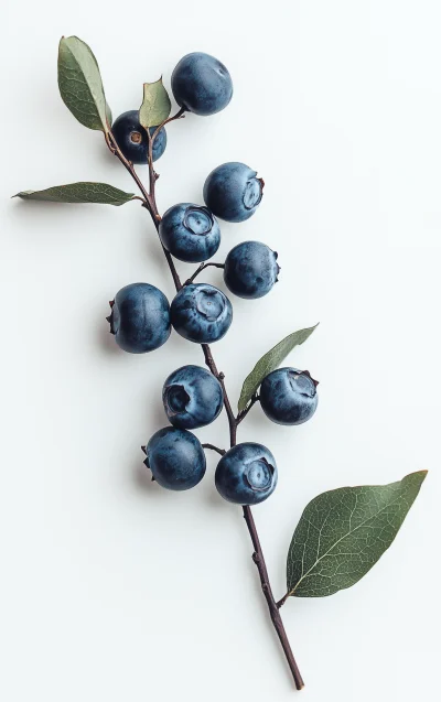 Blueberries Branch on White Background