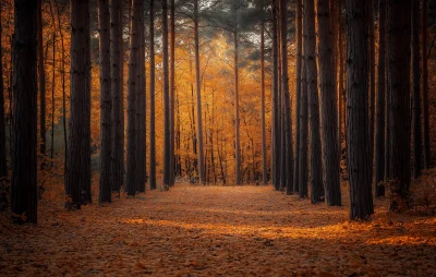 Enchanting Autumn Forest