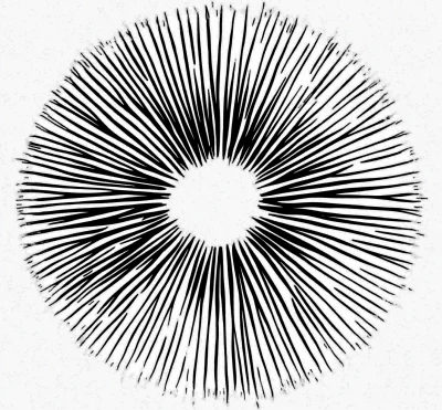 Bold Ink Oyster Mushroom Spore Print