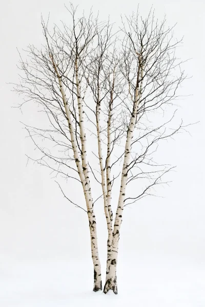 Birch Trees on White Background