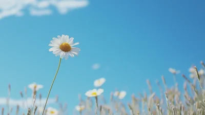 Daisy Field Under a Blue Sky