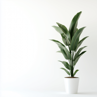 Minimalist Tropical Plant on White Background