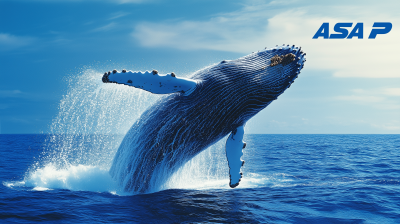 Humpback Whale Breaching the Surface