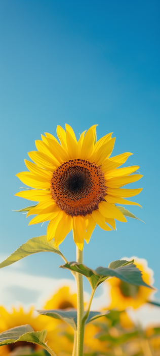 Sunflower in Blue Sky