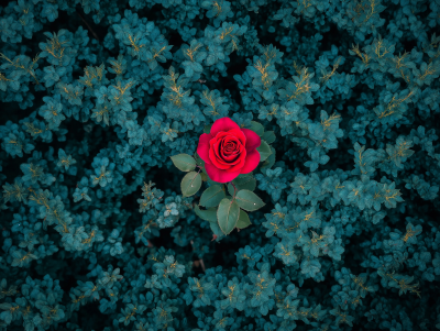 Rose in Thicket Aerial Photo