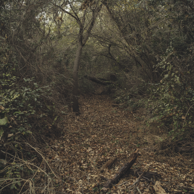 Overgrown Forest Canopy