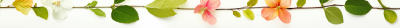 Floral Border on White Background