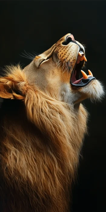 Male Lion Portrait