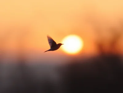 Evening Sunset Silhouette with Flying Birds