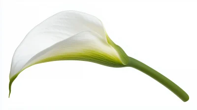 Calla Lily Flower