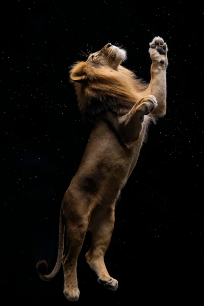 Lion in Space