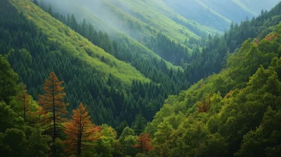 Lesser Khingan Mountains Forest