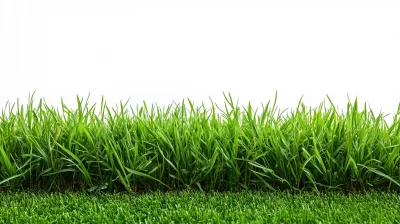 Lush Green Grass