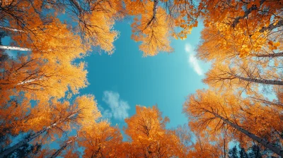 Autumn Sky Through Trees