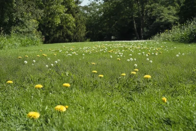 Dandelions on Green Lawn