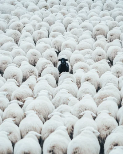 Herd of Sheep