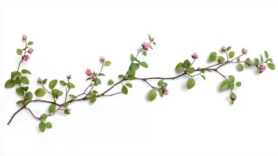 Green Vine Plant with Dried Flowers