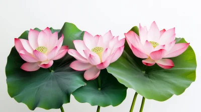 Blooming Lotus Flowers